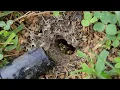 Download Lagu MASSIVE Subterranean Yellow Jacket Nest Removed From Client's Yard! Wasp Nest Removal.