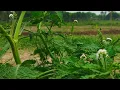 Download Lagu Yasir Lana #viral #video #indonesia #sholawat #hebat #video