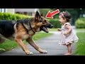 Lagu Niemand durfde deze agressieve politiehond aan te raken — tot een klein meisje alles veranderde…