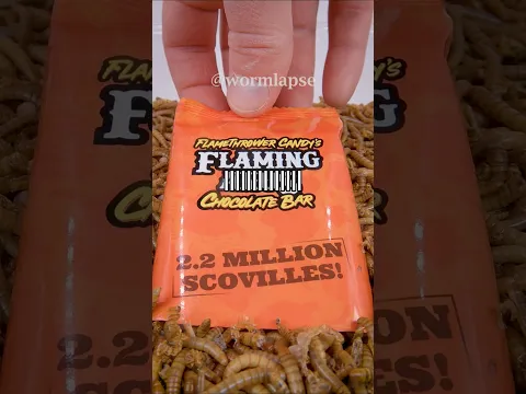 10 000 Mealworms Vs. 2M Scoville Chocolate 🍫