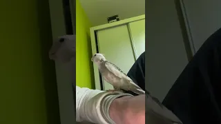 كروان النمر الوردي 