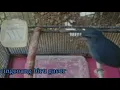 Download Lagu cingcoang biru gacor