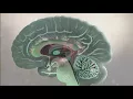 How Your Brain Processes Information