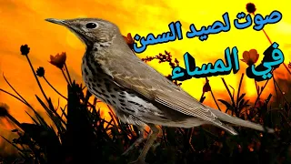 صوت لصيد السمن في المساء 2023 