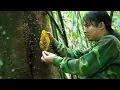 Download Lagu Epic Wild Meal: Fishing \u0026 Harvesting Honey in the Jungle | EP.488