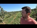 Download Lagu Public ASMR at an Apple Orchard