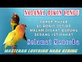 Download Lagu MASTERAN LOVEBIRD PALING DICARI - LOVEBIRD BETINA NADA KERING/DOBELAN