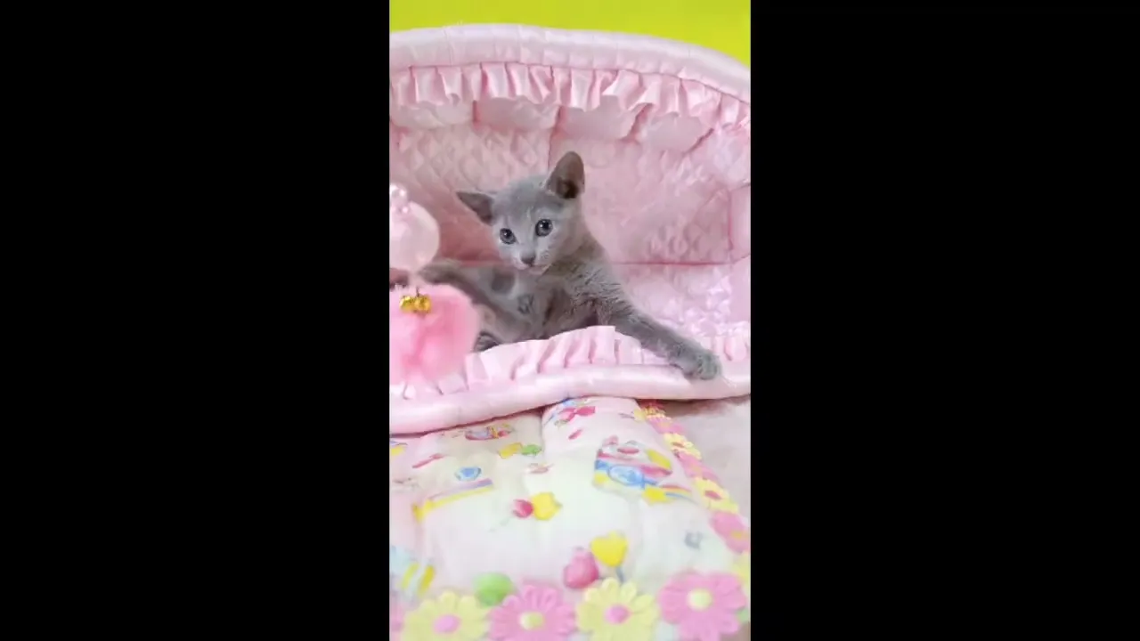 動画