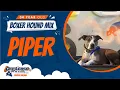 4 Boxer Hound Mix Piper Best Dog Trainers In Fredericksburg