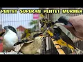 Lagu PENTET SUPERAN‼️ PENTET MURMER‼️