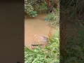 Download Lagu waspadai yg satu ini sebelum mandi di sungai..