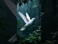Download Lagu Burung Kolibri Albino Terbang Melintas #shorts #birds #nature