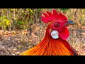 Download Lagu Cuaca yang cerah kita jemur pikat ayam hutan dulu dan kita rivieuw semua pikat 
