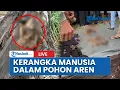 Download Lagu 🔴Geger Temuan Kerangka Manusia Dalam Pohon Aren yang Tumbang Kena Puting Beliung di Sumut