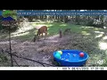 Development in East Tallahassee pushes wildlife into neighborhoods