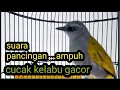 cucak kelabu gacor,suara pancingan
