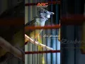 Download Lagu KAPAS TEMBAK GACOR NEBREN PANJANG