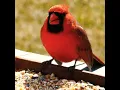 Download Lagu Suara burung kardinal merah, #shorts #birdssounds,#cardinals,#cutebirds #beautifulbirds #birds_chirping