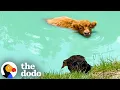 Download Lagu Duck Loves To Go Swimming With Her Favorite Cow | The Dodo