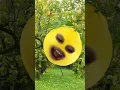 Download Lagu ATUNA TUFULI #shorts #kids