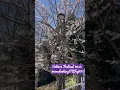 Download Lagu Sakura Festival 2023 at Fujiyoshida-Arakura🇯🇵 #MtFuji TravelGoals #Spring2023