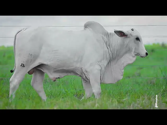 Garrote Nelore GLMP - 1681