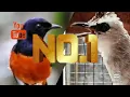 Download Lagu masteran Burung trucukan variasi murai batu