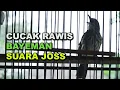 Download Lagu CUCAK RAWIS / BAYEMAN GACORR || PANCINGAN CUCAK RAWIS YANG MALAS BUNYI