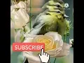 Download Lagu ഇനിയും നിന്നോർമ്മ തൻ ഇളവെയിലിൽ വിരിയും|INIYUM NINNORMATHAN|MALAYALAM FILM SONG|SUBHISH ANDALUR|