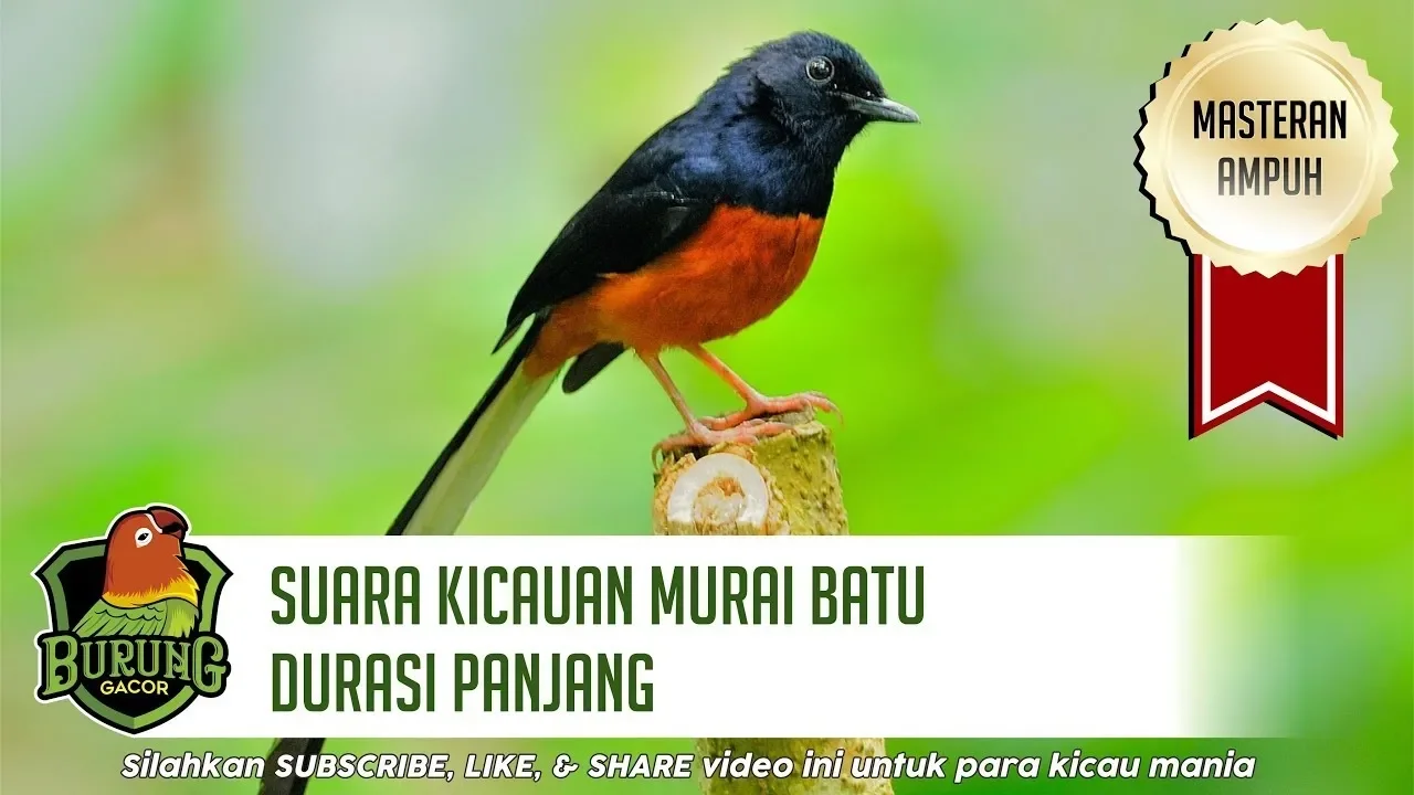 
          
          
          
            
            Suara Kicauan Burung Murai Batu Gacor Durasi Panjang
          
        . 