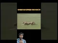 Lagu Cheetah On Fire π₯ win 150Km Hours #animallovers #trending #viralvideo