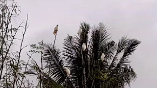 Katala Sa Narra Palawan 