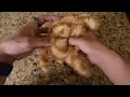 Ugly Cat Plush reveal