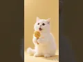 Download Lagu Singing cat - APT #kucinglucu #cat #kucingnyanyi