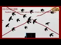 Download Lagu Repellent sounds and noises against birds - 4 hours of loud ultrasonic sound