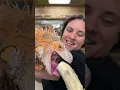 Download Lagu Feeding my huge iguana 🦎