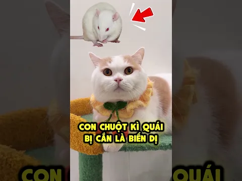 Bị Chuột Cắn Và Cơ Thể Bắt Đầu Biến Dị 🤮🐭