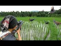Download Lagu BERBURU ‼️ BURUNG SAWAH RUAK RUAK DAN TEKUKUR BISA POIN BANYAK..