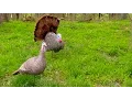 Reasons Your Turkey Decoy Spread Looks Fake