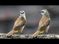 Download Lagu suara pikat burung jogjog/trucukan ampuh anti zonk
