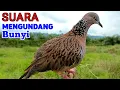 Download Lagu Pikat Tekukur Gacor Suara Besar Ampuh MEMANGGIL LAWAN 