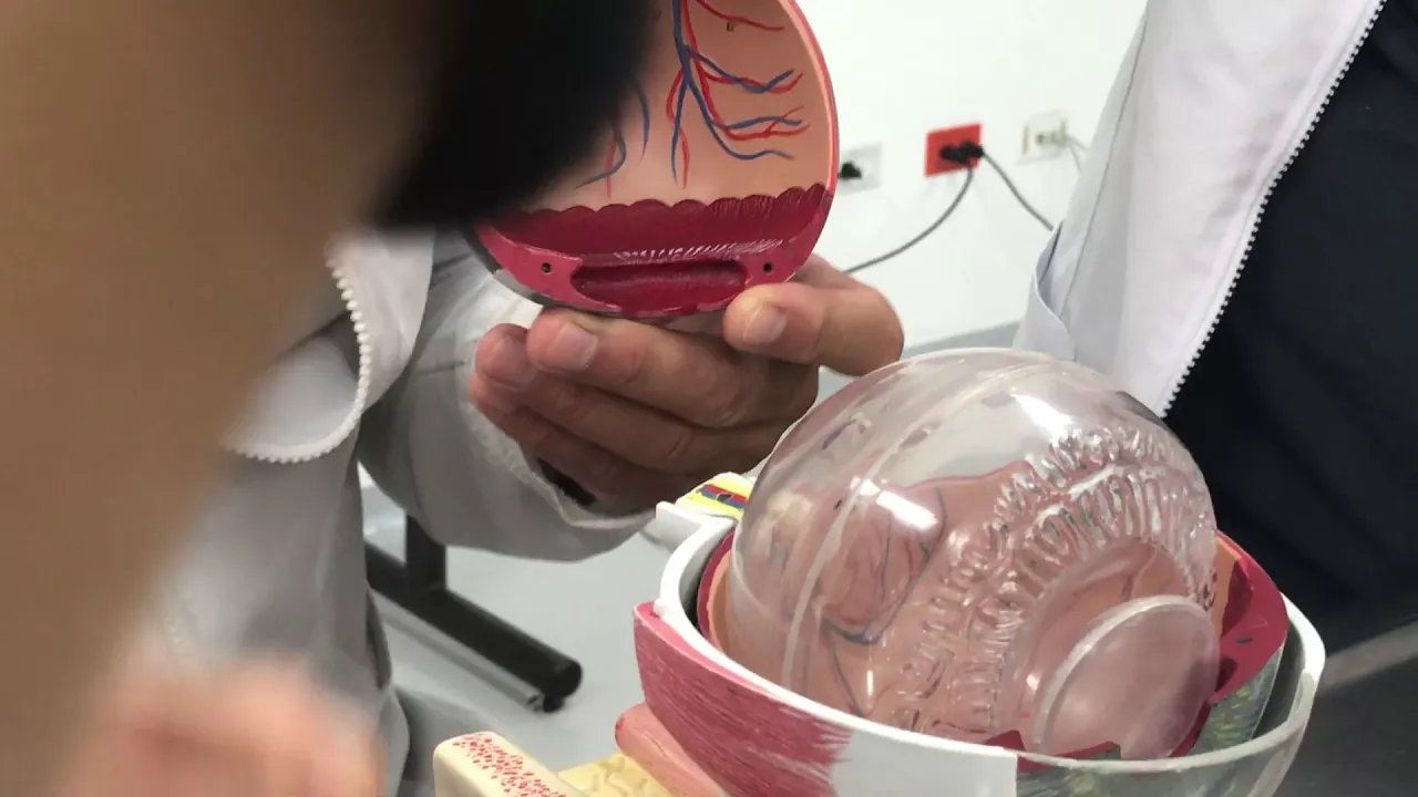 Anatomía del Ojo