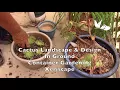Welcome to Tucson Cactus Creations