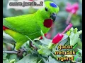 Download Lagu srindit gacor ngerol nembak
