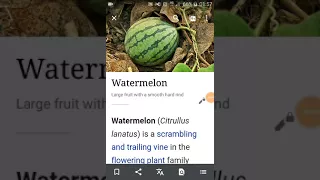 مامعنى بطيخ بالانجليزية 