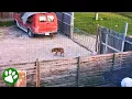 Download Lagu Saving the abandoned dog next door