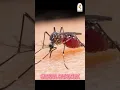 Download Lagu Suara nyamuk #mosquito #shorts #suaranyamuk