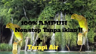 masteran kenari paud ampuh dan terapi air
