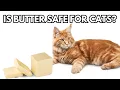 Can cats have butter Is butter safe for cats