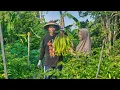 Memetik Pete di Kebun | Masak Sambal Tempe Pete, Bolu Kukus Ubi Ungu, Lalapan Daun Singkong Rebus